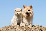 CHIEN FINNOIS DE LAPONIE 556